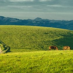 Cimiteri per animali, ecco dove trovarne a Roma
