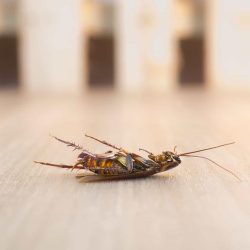 Insetti in casa: i segnali da non ignorare per intervenire subito 4 Insetti in casa: i segnali da non ignorare per intervenire subito